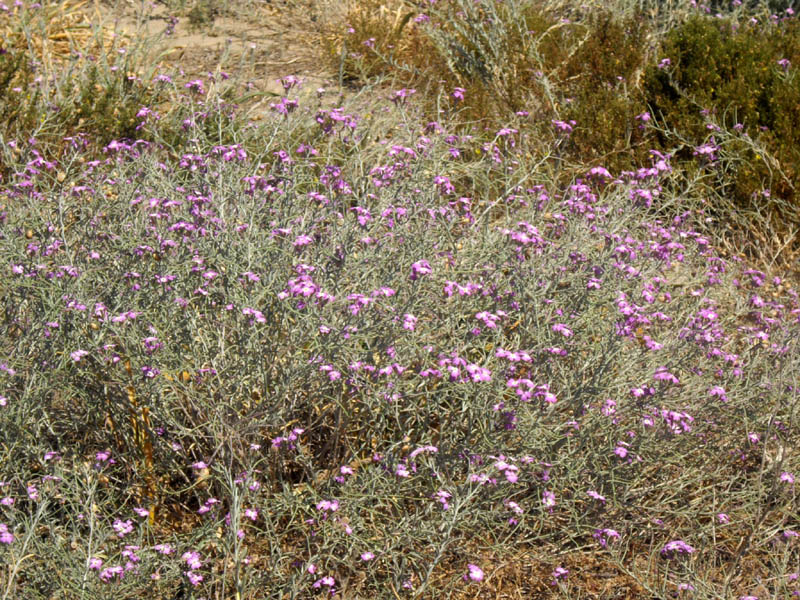 Malcomia littoralis en fleurs sur les dunes littorales de la péninsule Ibérique